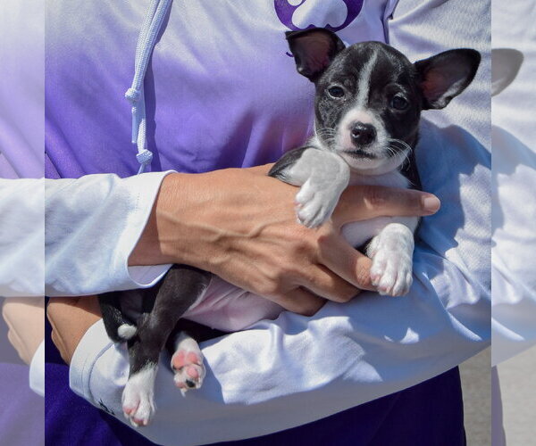 Medium Photo #4 Jack-Rat Terrier Puppy For Sale in Huntley, IL, USA