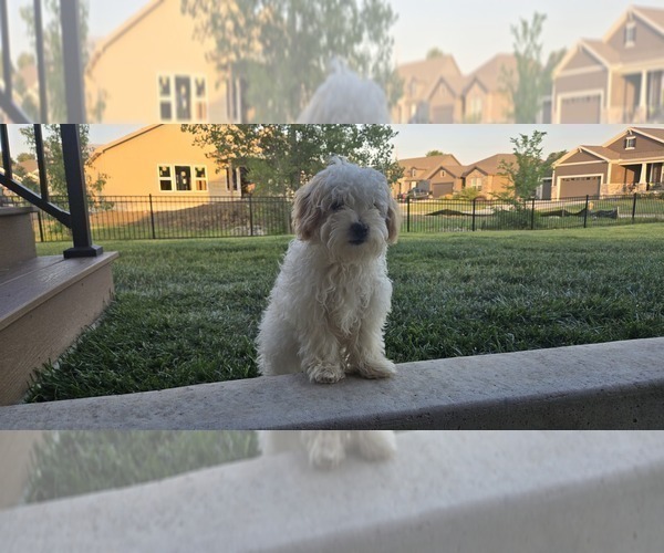 Medium Photo #1 Poovanese Puppy For Sale in LEES SUMMIT, MO, USA