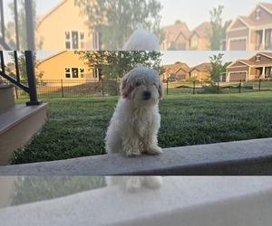 Poovanese Puppy for sale in LEES SUMMIT, MO, USA