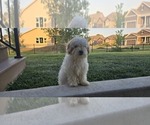 Small Poovanese