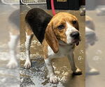 Small #1 Beagle