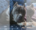 Small #8 Bulldog Mix