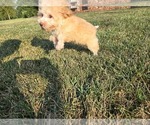 Small #6 Poodle (Toy)