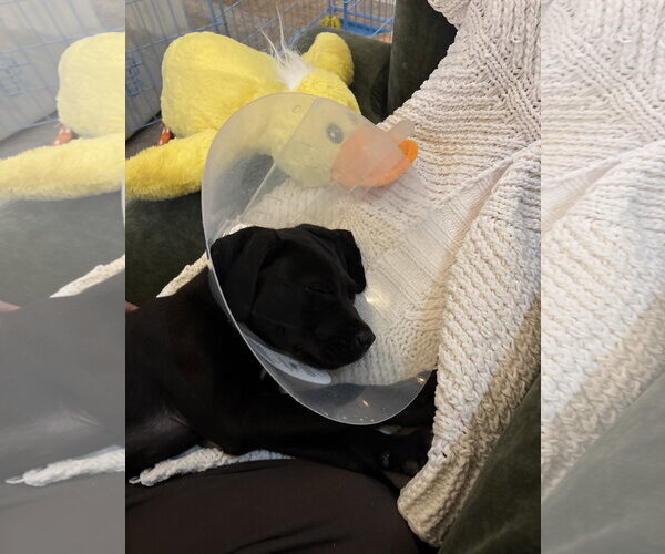 Medium Photo #3 Labrador Retriever-Unknown Mix Puppy For Sale in San Diego, CA, USA