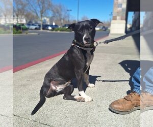 American Pit Bull Terrier-Staffordshire Bull Terrier Mix Dogs for adoption in Chico, CA, USA