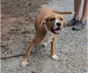 Mutt Dogs for adoption in McCormick, SC, USA
