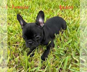 French Bulldog Puppy for sale in SAINT AUGUSTINE, FL, USA