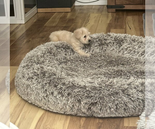 Medium Photo #3 Poodle (Miniature)-Unknown Mix Puppy For Sale in Lakewood, CO, USA