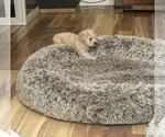 Small #2 Poodle (Miniature) Mix