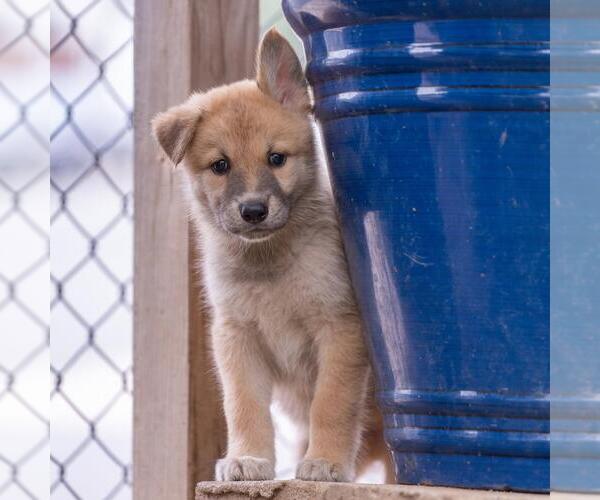 Medium Photo #4 Siberian Husky-Unknown Mix Puppy For Sale in San Diego, CA, USA