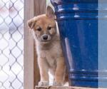 Small #3 Siberian Husky Mix