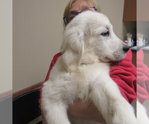 English Cream Golden Retriever Puppy for sale in NORTHWOOD, OH, USA