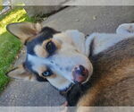 Small #3 German Shepherd Dog-Huskies  Mix