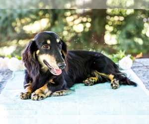Father of the Dachshund puppies born on 08/07/2026