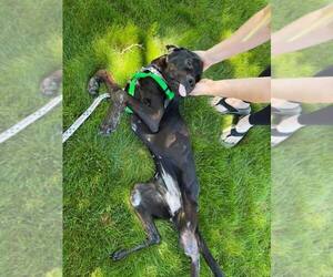Raven - Female Rottweiler Dog for Adoption - Photo #4