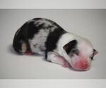 Small Photo #3 Miniature Australian Shepherd Puppy For Sale in CIRCLEVILLE, UT, USA
