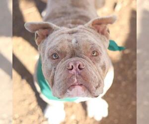 Bulldog-Unknown Mix Dogs for adoption in San Antonio, TX, USA