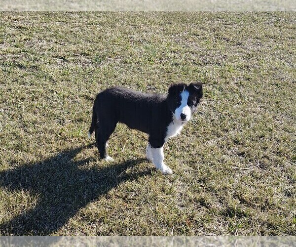 Medium Photo #26 Border Collie Puppy For Sale in NORBORNE, MO, USA