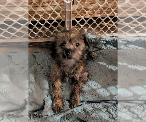 Medium Photo #5 Mutt Puppy For Sale in Grafton, WI, USA