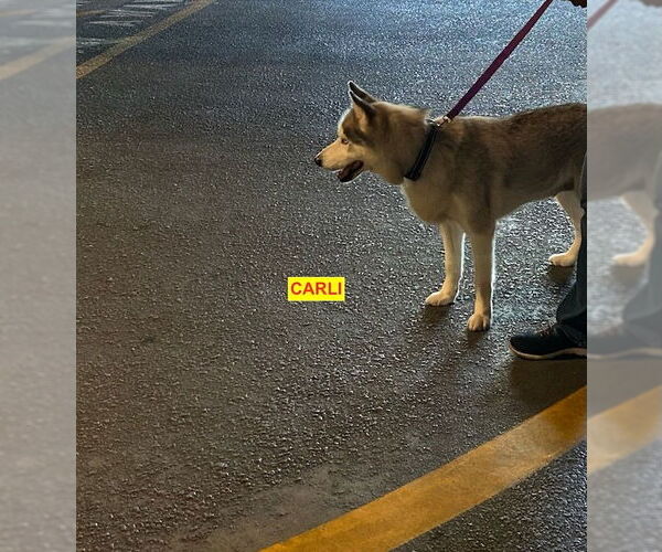 Medium Photo #3 Mutt Puppy For Sale in Woodland Hills, CA, USA