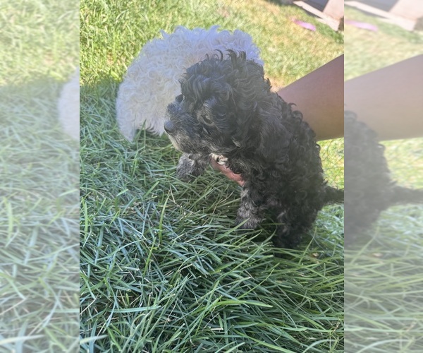 Medium Photo #9 Silkypoo Puppy For Sale in GRANGER, WA, USA