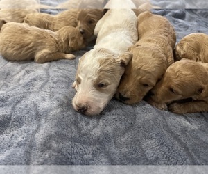 Goldendoodle Puppy for Sale in HASLET, Texas USA