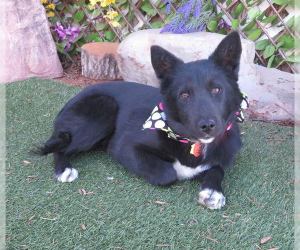 Medium Photo #1 German Shepherd Dog-Unknown Mix Puppy For Sale in Oklahoma City, OK, USA