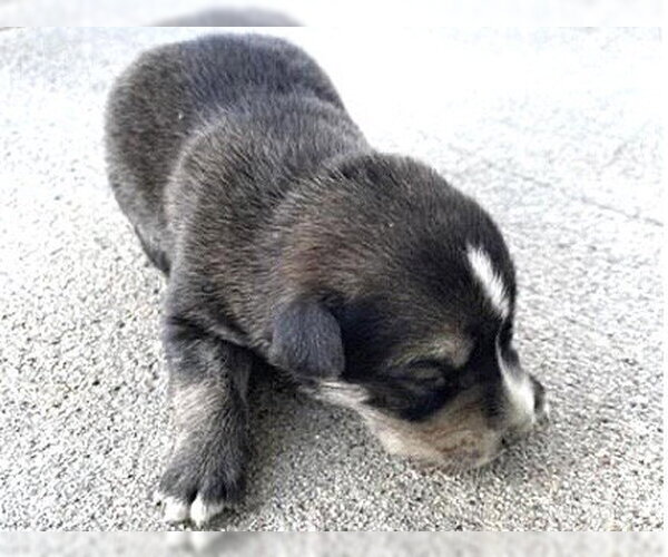 Medium Photo #1 German Shepherd Dog-Unknown Mix Puppy For Sale in Houston, TX, USA