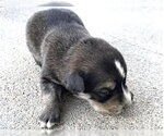 Small German Shepherd Dog Mix