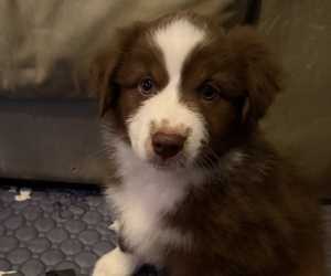 Medium Miniature American Shepherd