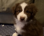 Puppy Pink Miniature American Shepherd