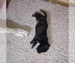Small Photo #21 Great Dane Puppy For Sale in PIERSON, MI, USA