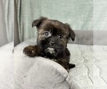 Small #3 Shorkie Tzu