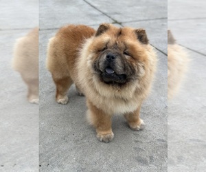 Father of the Chow Chow puppies born on 02/25/2026