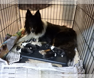 Shetland Sheepdog Litter for sale in BAINBRIDGE, NY, USA