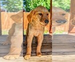 Small Photo #2 Golden Retriever Puppy For Sale in ARVADA, CO, USA