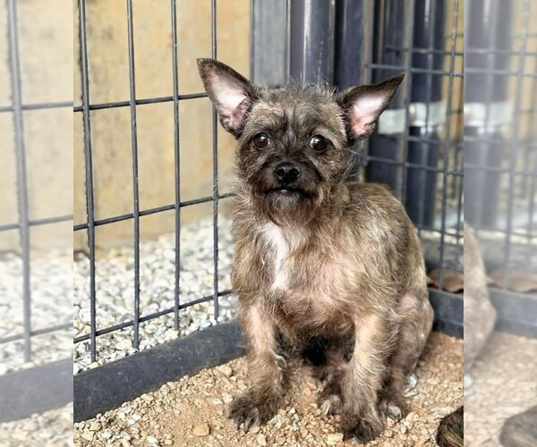 Medium Photo #1 Mutt Puppy For Sale in Shelburne, VT, USA