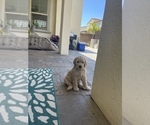 Small Photo #22 Goldendoodle Puppy For Sale in CHULA VISTA, CA, USA