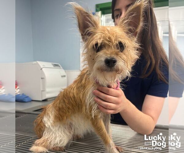 Medium Photo #1 Cairn Terrier-Unknown Mix Puppy For Sale in Washington, DC, USA