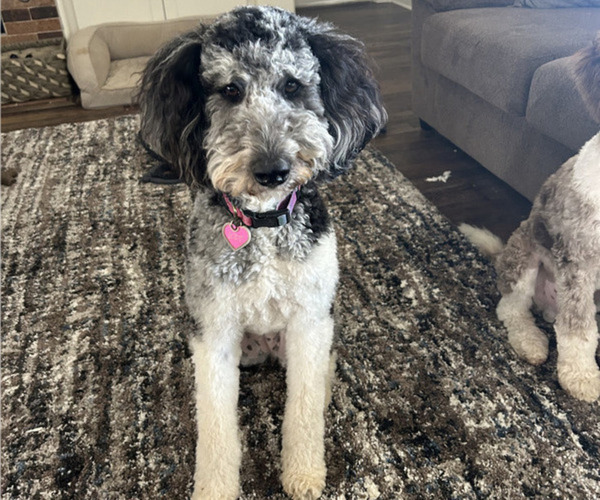 Medium Photo #1 Bernedoodle (Miniature) Puppy For Sale in LUBBOCK, TX, USA