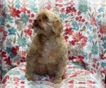 Small Photo #5 Cockapoo Puppy For Sale in LAKELAND, FL, USA