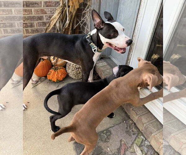 Medium Photo #13 American Pit Bull Terrier-Unknown Mix Puppy For Sale in Germantown, OH, USA