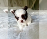 Small #5 Chihuahua