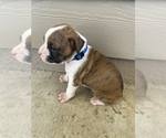 Small Photo #18 Boxer Puppy For Sale in LUCERNE VALLEY, CA, USA