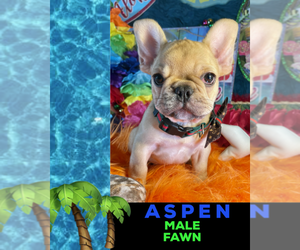 French Bulldog Puppy for sale in HEATHROW, FL, USA