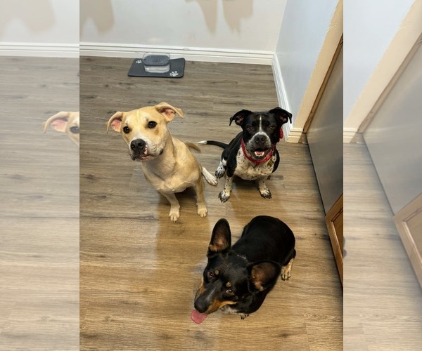 Medium Photo #4 Boxer-Unknown Mix Puppy For Sale in Sandy, UT, USA