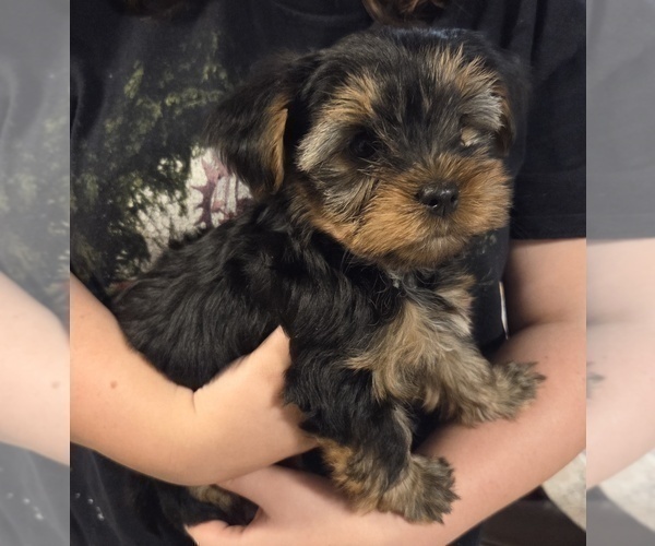 Medium Photo #47 Yorkshire Terrier Puppy For Sale in RHOADESVILLE, VA, USA