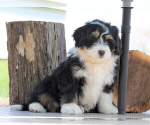 Miniature Bernedoodle Puppy for sale in FREDERICKSBG, OH, USA