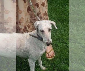 Poodle (Standard) Puppy for sale in CLARKRANGE, TN, USA