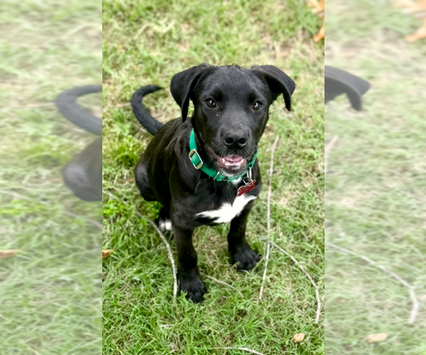 Medium Photo #1 Labrador Retriever-Unknown Mix Puppy For Sale in Boston, MA, USA